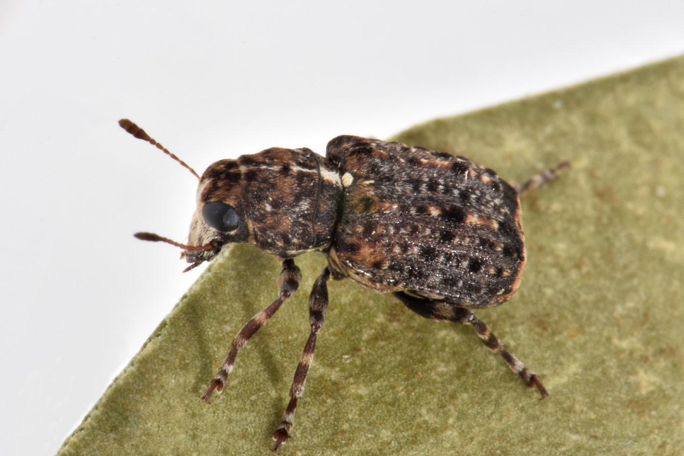 Anthribidae: Dissoleucas niveirostris? S.